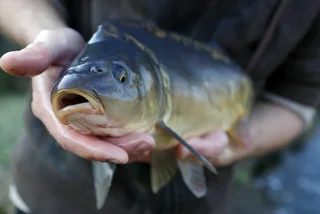 Carp catching season is underway, and you can go to watch