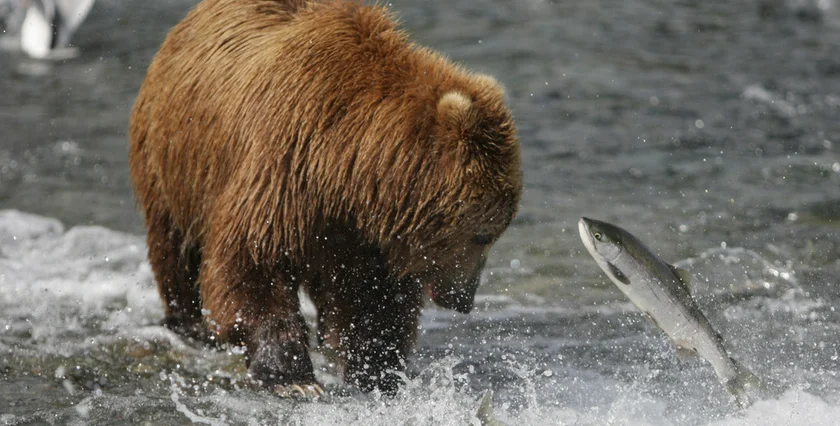 Alaska Alaskan Vojta  Bear-Catching-Fish-324-1024x768